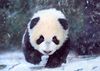 BABY PANDA IN THE SNOW [POSTAL 3D PEQUEÑA]